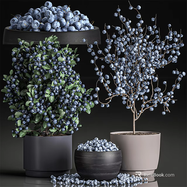 Blueberry Bonsai Potted Plants With Fresh Berries And Green Leaves In Decorative Pots 3d model 