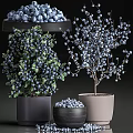 Blueberry Bonsai Potted Plants With Fresh Berries And Green Leaves In Decorative Pots