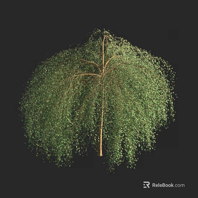 Tall Lush Arbor with Vibrant Green Drooping Branches Dense Foliage and Slender Trunk 3d model 