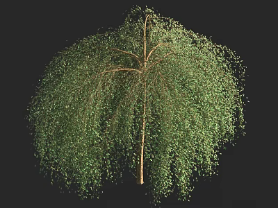 Willow 3d model