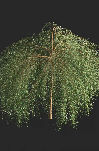 Tall Lush Arbor with Vibrant Green Drooping Branches Dense Foliage and Slender Trunk 3d model