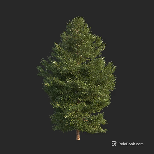 Tall Evergreen Arbor With Lush Green Foliage And Dense Canopy 3d model 