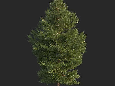 Tall Evergreen Arbor With Lush Green Foliage And Dense Canopy 3d model