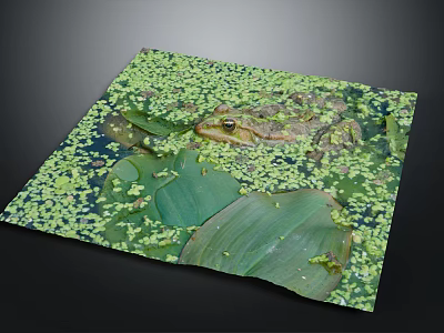 Frog Resting on Green Lily Pad Amidst Duckweed Covered Water Surface 3d model