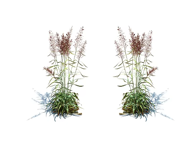Pair of Ornamental Grass Plants with Tall Slender Stems Purple Red Plumes and Green Leaves 3d model