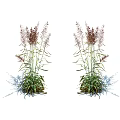 Pair of Ornamental Grass Plants with Tall Slender Stems Purple Red Plumes and Green Leaves