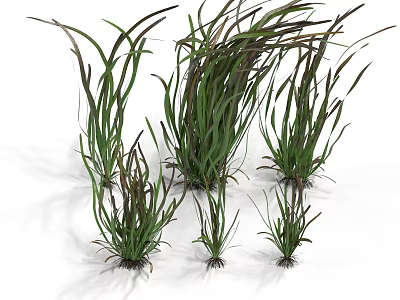 Natural Aquatic Plants With Green Long Leaves And Healthy Root Clusters 3d model