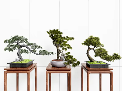 Three Bonsai Trees Placed on Wooden Stands Against White Tile Wall 3d model