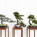 Three Bonsai Trees Placed on Wooden Stands Against White Tile Wall