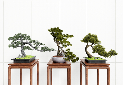 New Chinese Bonsai Pine Bonsai 3d model