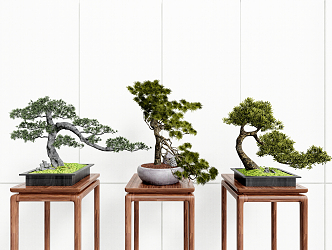 New Chinese Bonsai Pine Bonsai 3d model