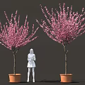 Bonsai Potted Plants With Pink Flowering Branches In Orange Pots And A Standing Figure