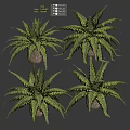 Potted Fern Plants With Lush Green Fronds in Brown Ceramic Pots for Indoor Decor