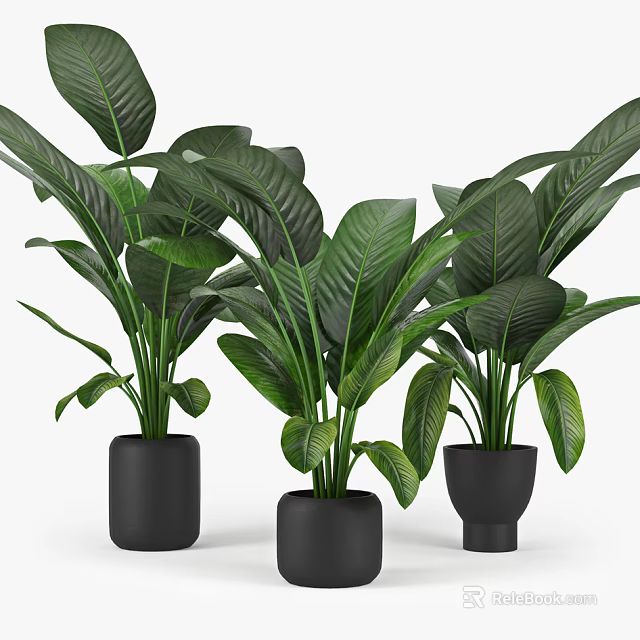 Broad Leaf Potted Plants in Black Ceramic Pots for Indoor Decoration 3d model 
