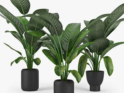 Broad Leaf Potted Plants in Black Ceramic Pots for Indoor Decoration 3d model