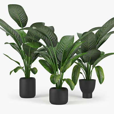 Broad Leaf Potted Plants in Black Ceramic Pots for Indoor Decoration 3d model