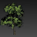 Green Tree With Lush Green Leaves And Brown Trunk In Gray Background