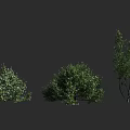 Three Varieties of Green Shrubs with Dense Foliage and Distinct Shapes