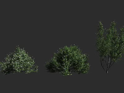 Three Varieties of Green Shrubs with Dense Foliage and Distinct Shapes 3d model
