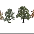 Four Trees With Different Colored Leaves Arranged On Black Background
