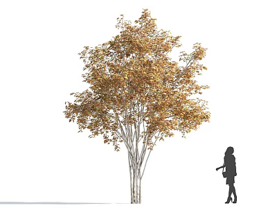 Lush Golden Leaf Arbor with Multiple Trunks and Woman Silhouette 3d model