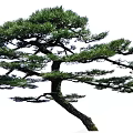 Pine Arbor With Curved Trunk And Lush Green Foliage As Garden Decoration