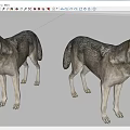 Realistic Two Standing Wolf Models With Detailed Fur And Natural Posture 3d model