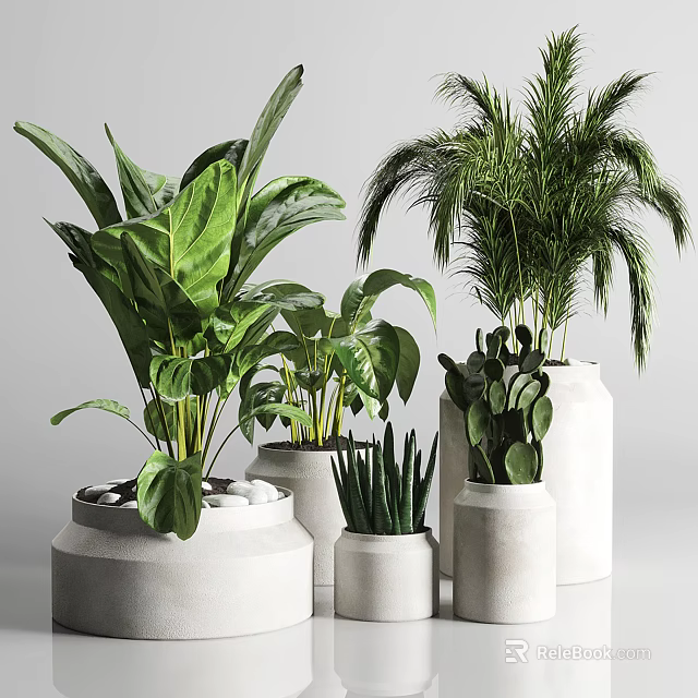 Various Tall Potted Arbor Trees In Ceramic Planters For Indoor Greenery 3d model 
