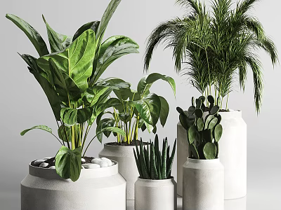 Various Tall Potted Arbor Trees In Ceramic Planters For Indoor Greenery 3d model