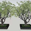 Illuminated Arbor Trees With Hanging Lights And Square Bases On Green Grass