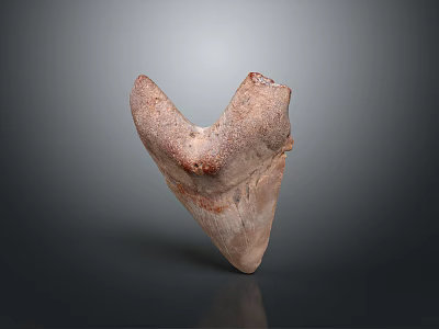 Fossilized Triangular Tooth With Brown Red Texture And Glossy Base On Dark Background 3d model