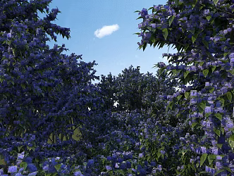 Garden landscape 3d model