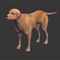 Detailed Yellow Labrador Dog Standing On Black Background With Reflective Surface 3d model