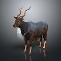 Antelope With Long Curved Horns Dark Textured Fur And White Neck Hair Standing Gracefully