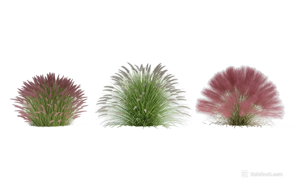 Ornamental Shrubs With Green And Pink Feathery Foliage For Garden Landscaping 3d model 