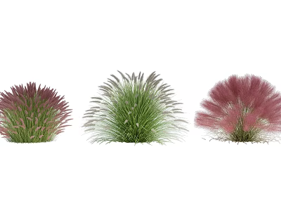 Ornamental Shrubs With Green And Pink Feathery Foliage For Garden Landscaping 3d model