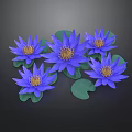 Five Blue Blooming Lotus Flowers With Green Leaves On Black Background