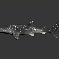Realistic Whale Shark Model With White Spots On Sleek Body And Reflective Surface