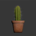 Healthy Green Cactus Growing in Orange Terracotta Pot on Dark Background