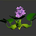 Vibrant Plant With Green Leaves And Purple Flowers On Dark Background With Reflection