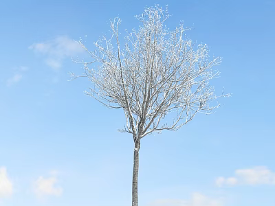 Bare Arbor With Frost Covered Branches Against Blue Sky And White Clouds 3d model
