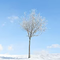 Bare Arbor With Frost Covered Branches Against Blue Sky And White Clouds