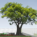 Tall Tree With Green Leaves Lush Canopy Under Blue Sky And Sunlight Natural Outdoor