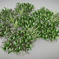 Lush Green Plants With Vibrant Leaves And Exposed Roots Growing Densely Together