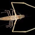 Freshwater Shrimp With Long Antennae And Detailed Body Structure Isolated On Black Background
