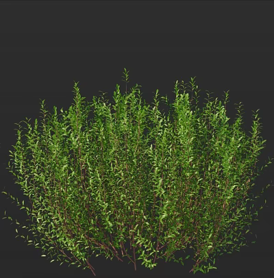 Lush Green Shrub with Dense Foliage and Natural Growth Pattern 3d model