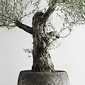 Two Potted Bonsai Olive Trees With Gray Planters And Light Background