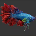 Colorful Blue and Red Betta Fish with Flowy Fins and Shiny Reflection