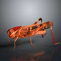 grasshopper insect cartoon locust animation locust anime locust anime game character 3d model