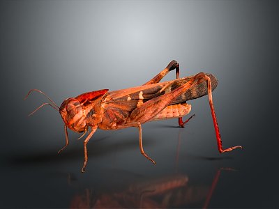 grasshopper insect cartoon locust animation locust anime locust anime game character 3d model